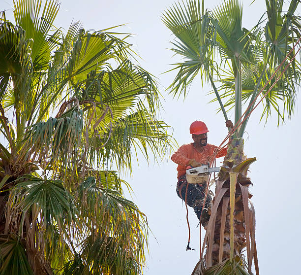 Best Dead Tree Removal  in Oxon Hill, MD